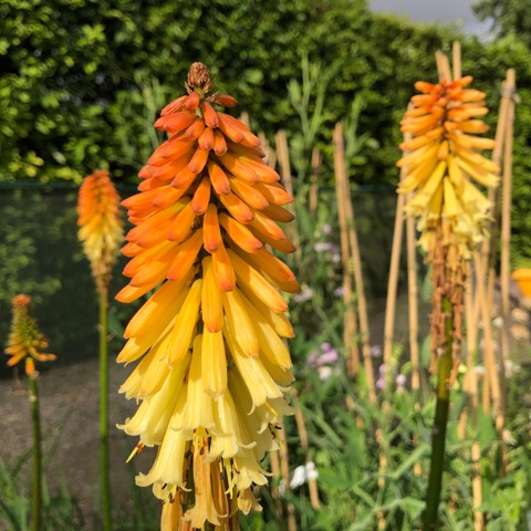 Kniphofia Tawny King (2lt)