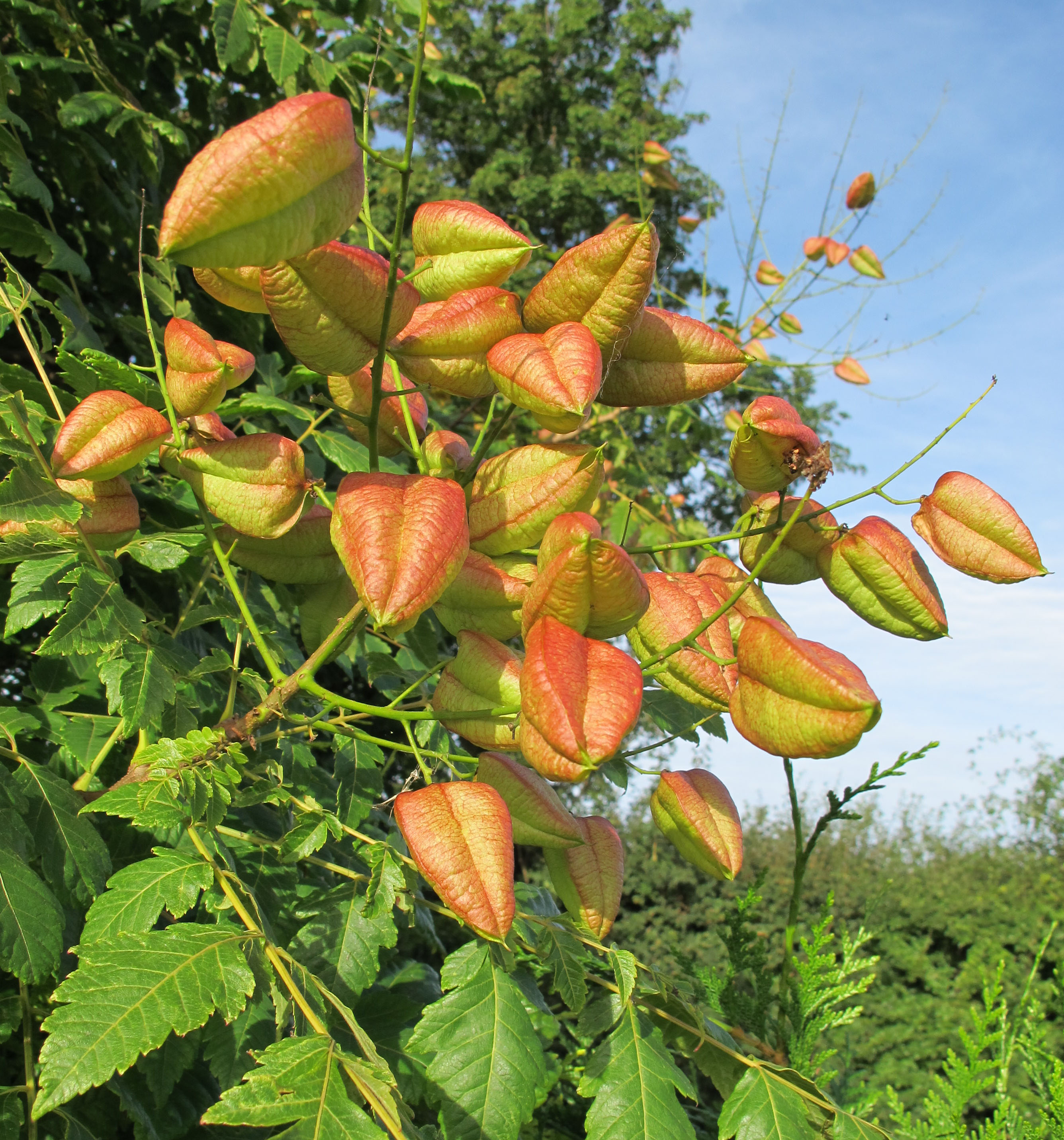 Koelreuteria Paniculata Fruit