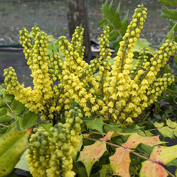 Mahonia x media Arthur Menzies (3lt)