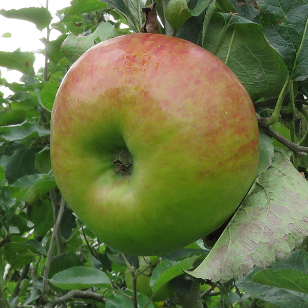 Winter Fruit Pruning