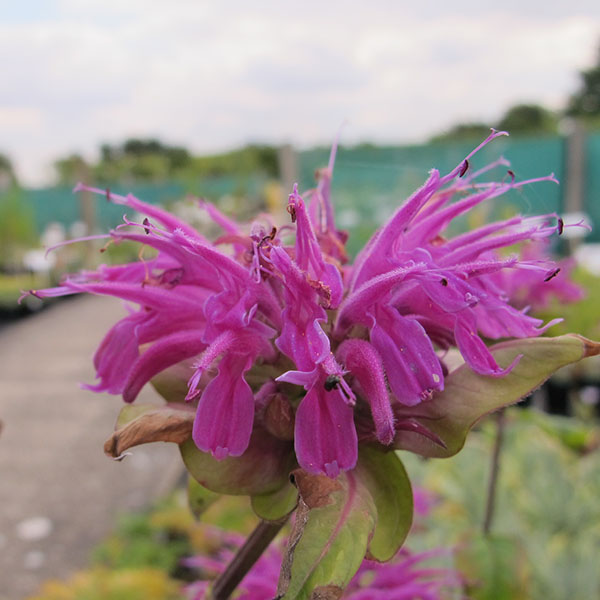 Monarda Blue Stocking (1lt)