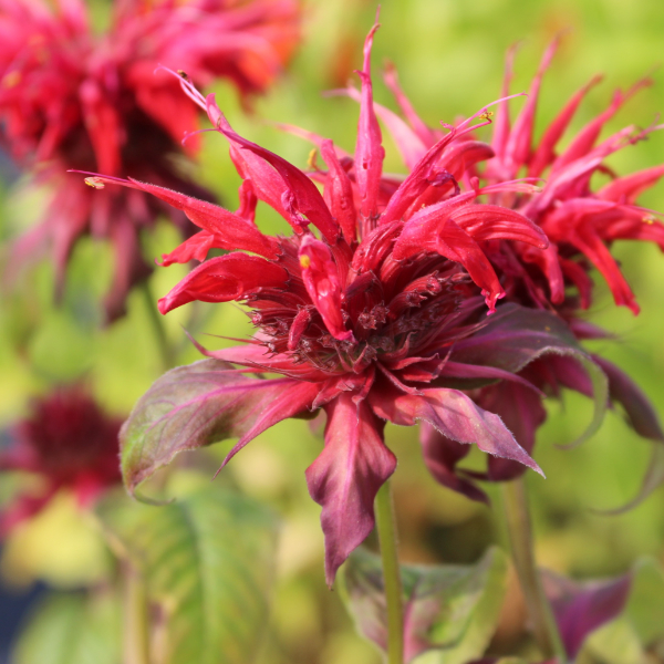 Stories from Langthorns - Monarda didyma Cambridge Scarlet