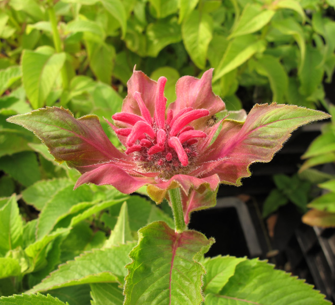 Monarda Pink Supreme (1lt)