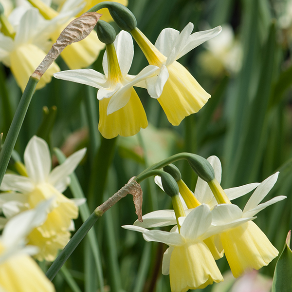 Dancing Daffodils