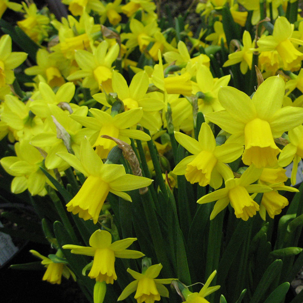 10% OFF ALL POTTED BULBS In January and February