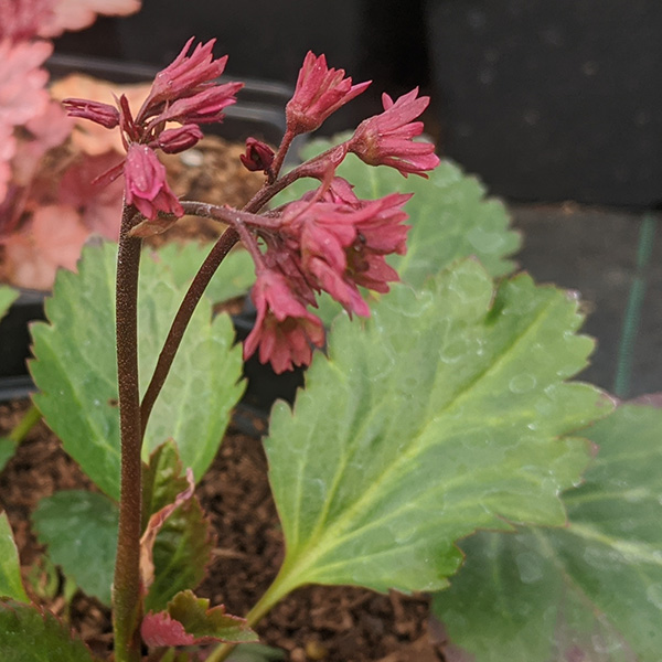 Nova™ Flame Mukgenia Perennial - All Year Color - 4 Pot 