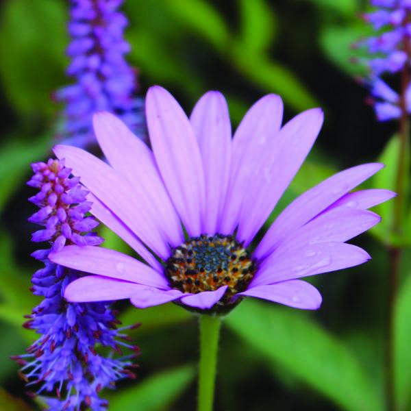 osteospermum-jucundum-compactum-1lt