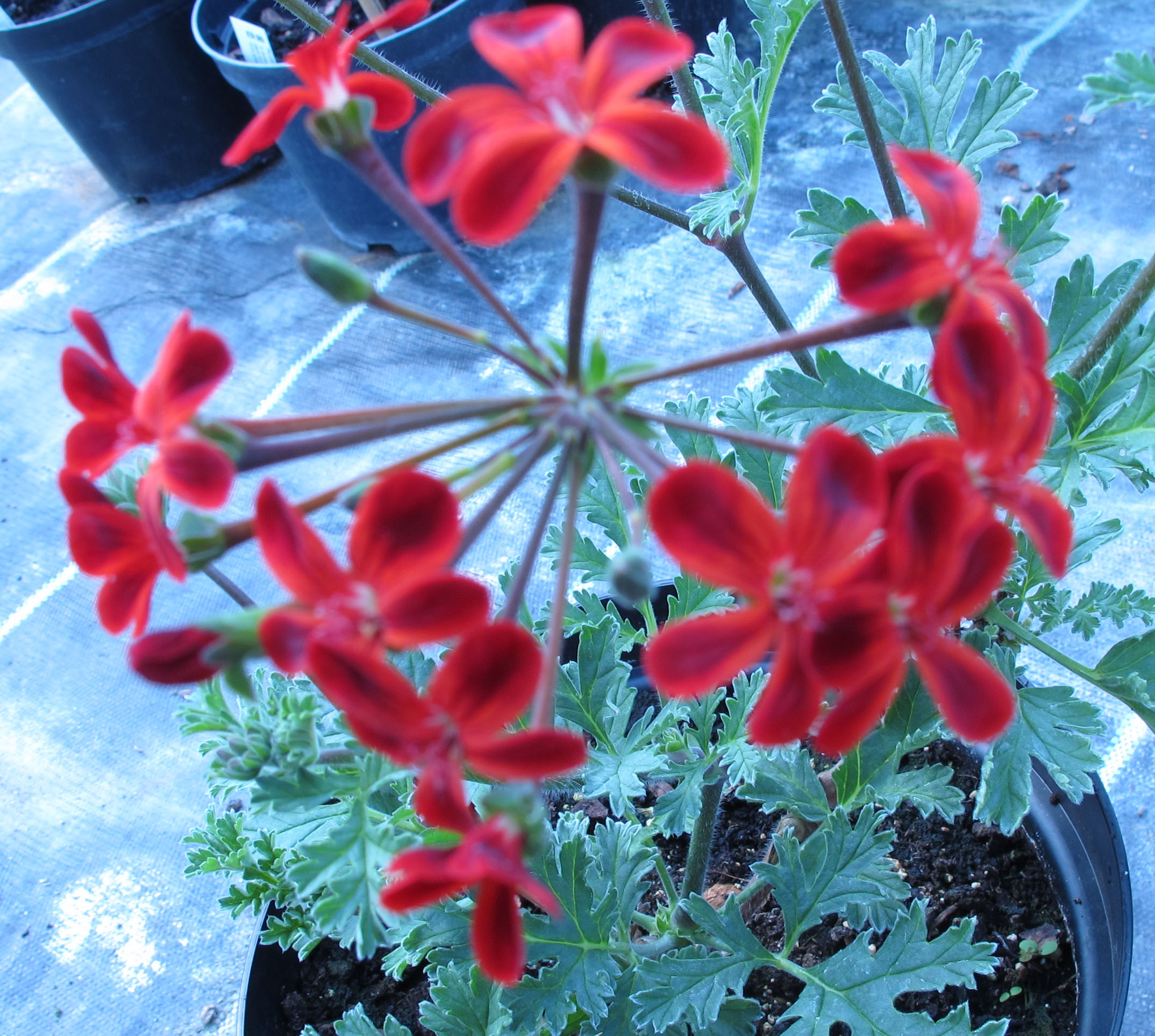 Oldfashioned Charmers Pelargoniums The Bath Magazine atelieryuwa