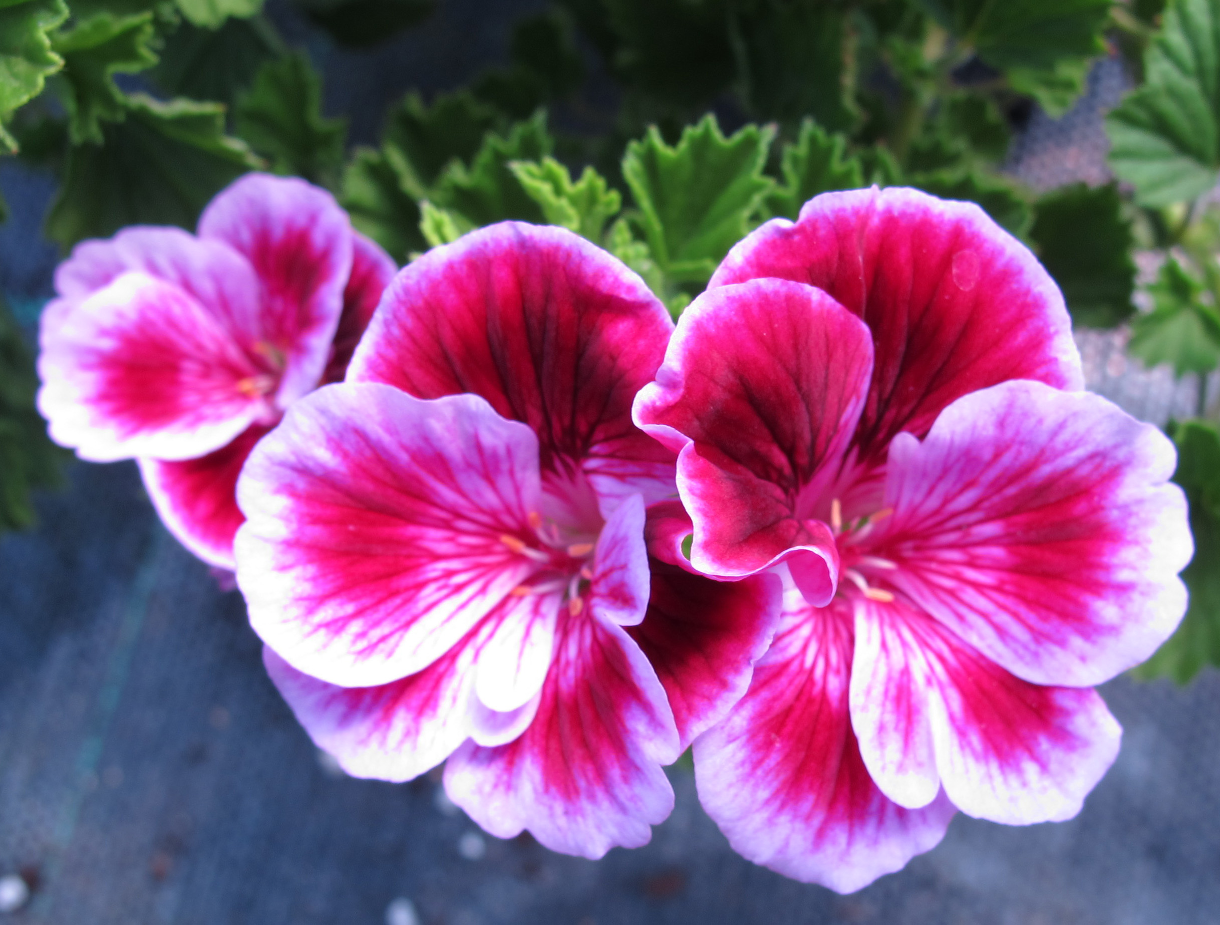 pelargonium-berkswell-carnival-0-8lt
