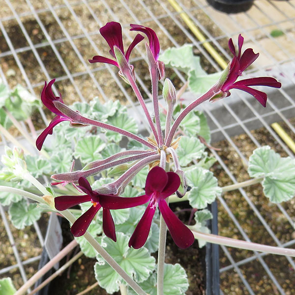 Stories from Langthorns - Pelargonium sidoides