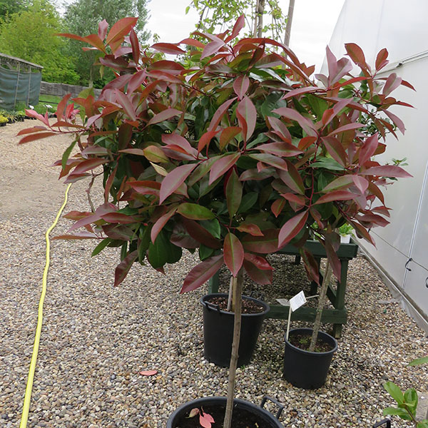 Photinia x fraseri Red Robin standard (50lt)