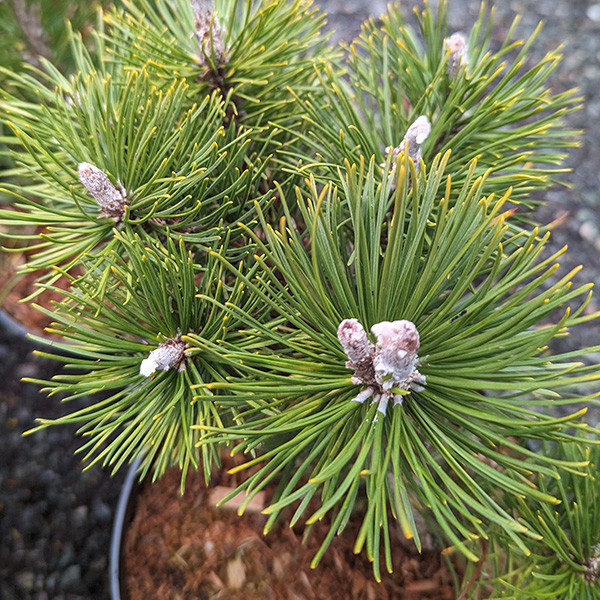 Pinus mugo Sunshine (2lt)