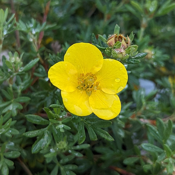 Potentilla fruticosa Sommerflor (3lt)