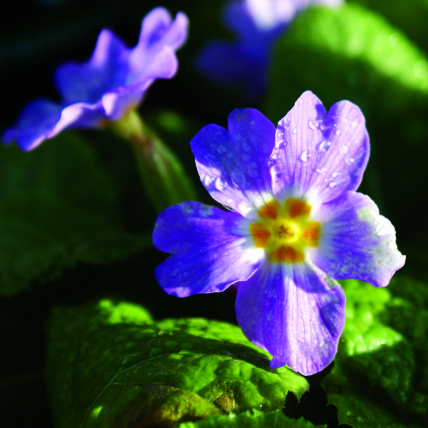 Stories from Langthorns - Primula vulgaris sibthorpii