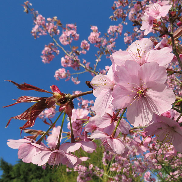 Prunus sargentii Charles Sargent (13.5lt)