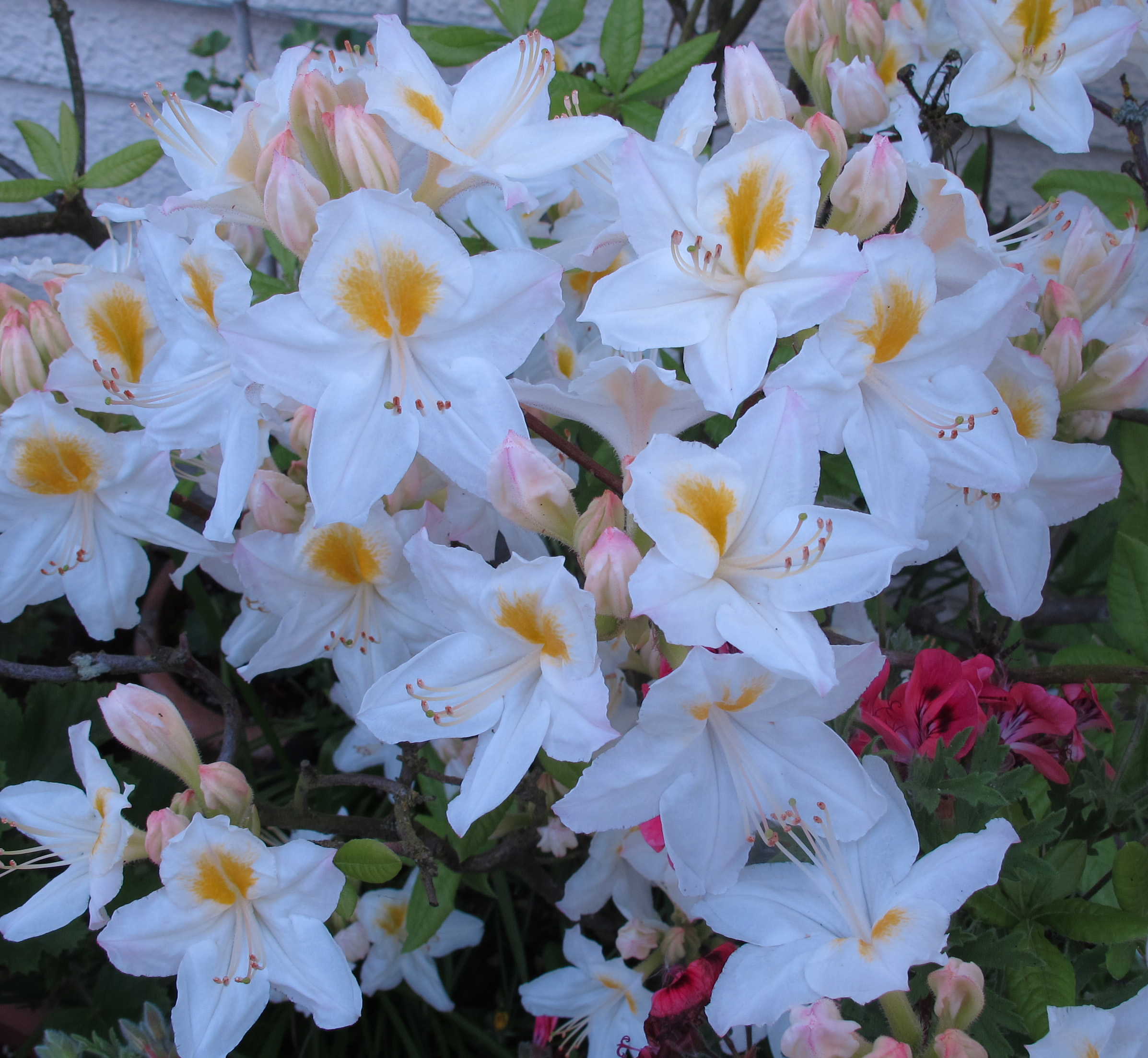 Rhododendron (Azalea) Persil (5lt)