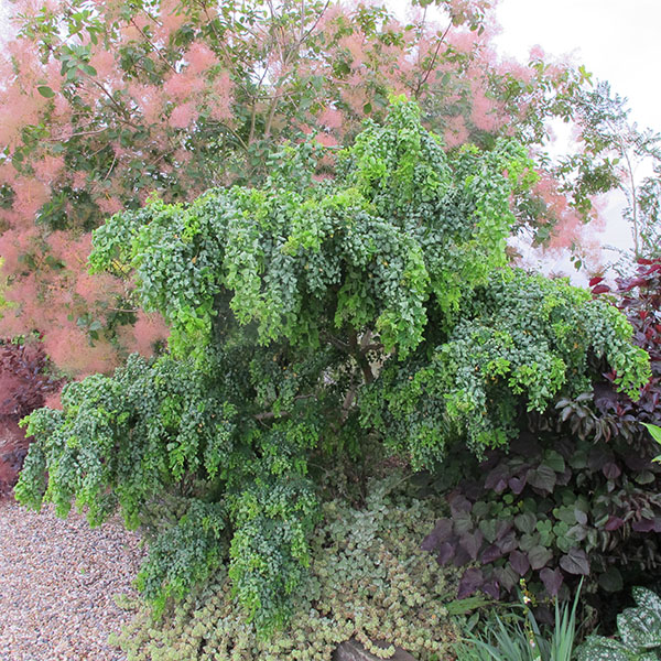 Robinia pseudoacacia 'Lace Lady' ('Twisty Babe') Half Standard