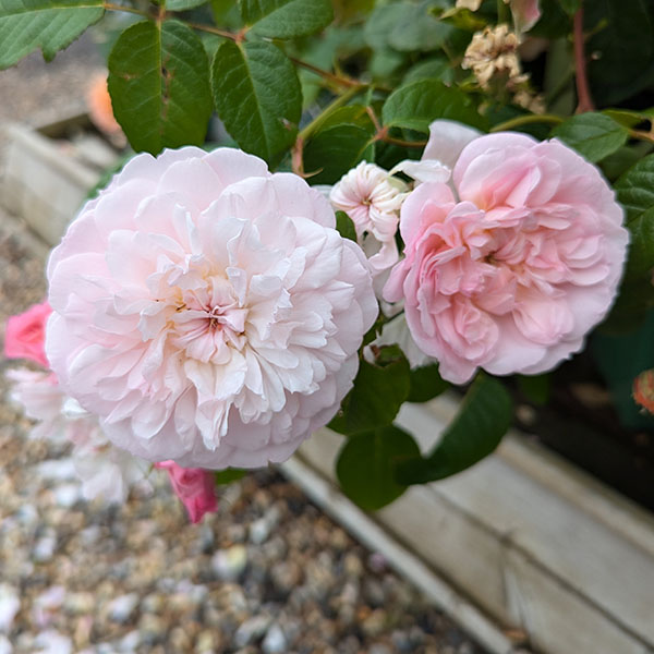Rosa Elizabeth (Ausmajesty) (6lt)