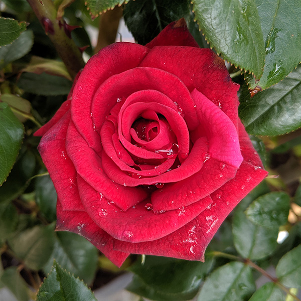 Rosa Love Knot (6lt)