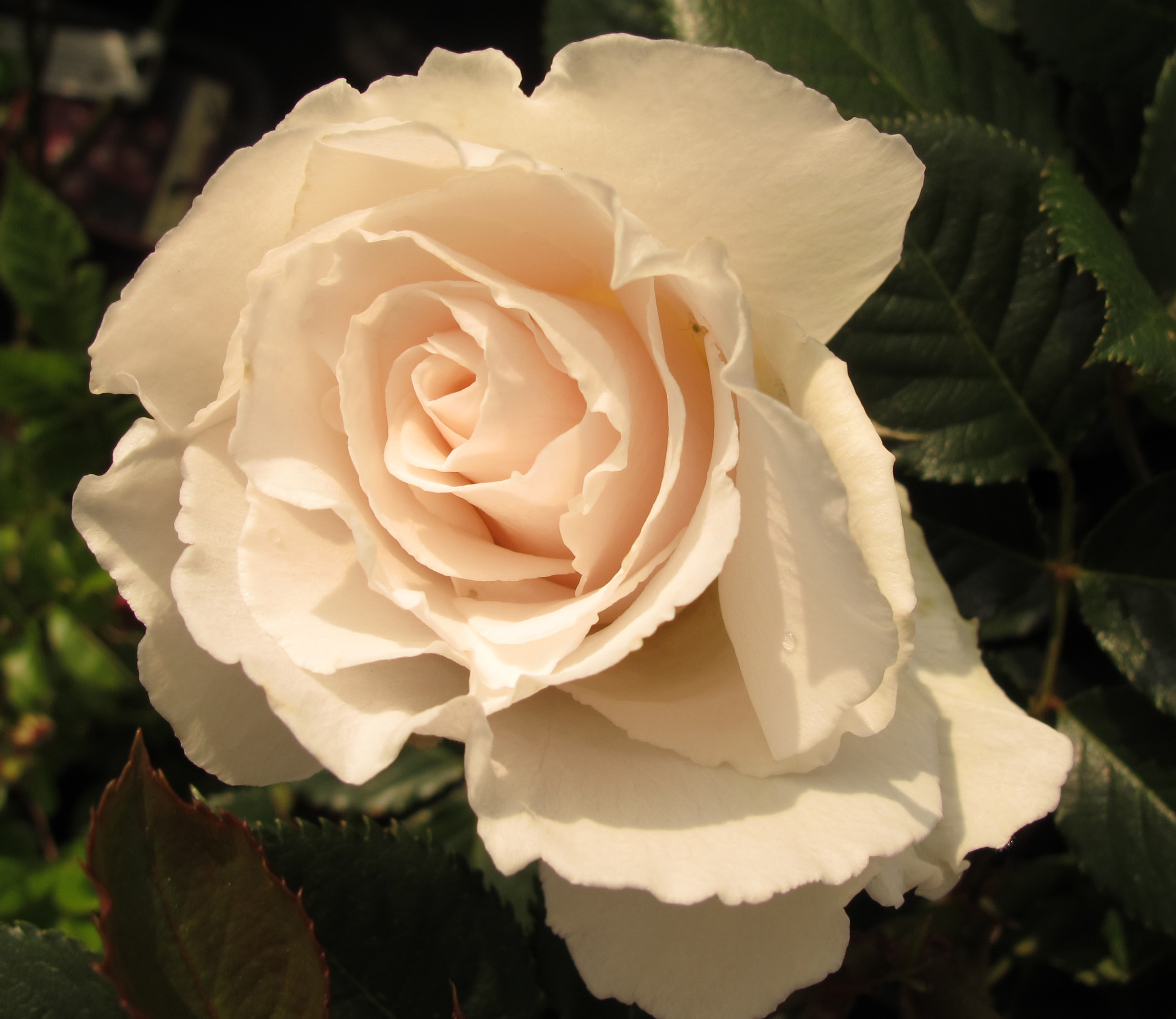 French Lace Floribunda Rose