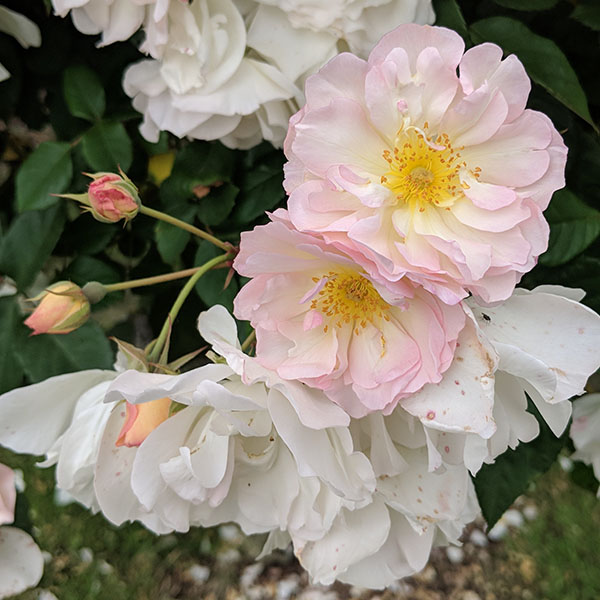 Rose Pruning Masterclass