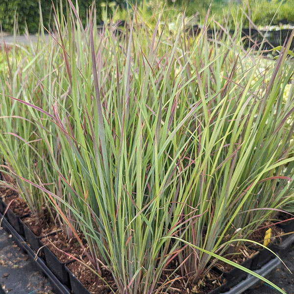 schizachyrium-scoparium-standing-ovation-2lt