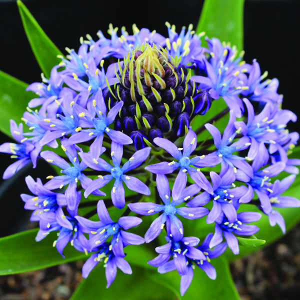 Stories from Langthorns - Scilla peruviana