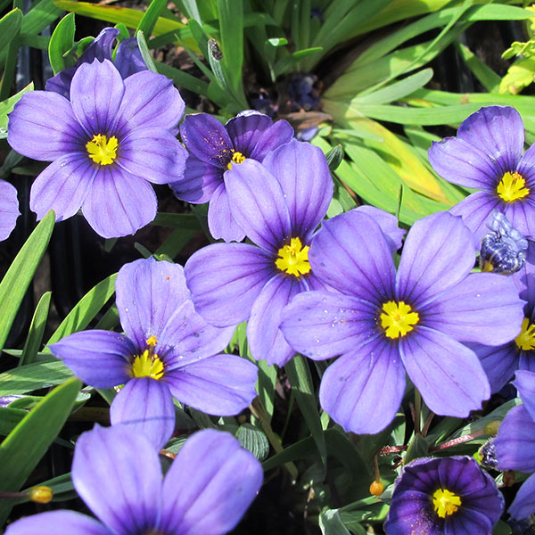 Sisyrinchium Sapphire (1lt)