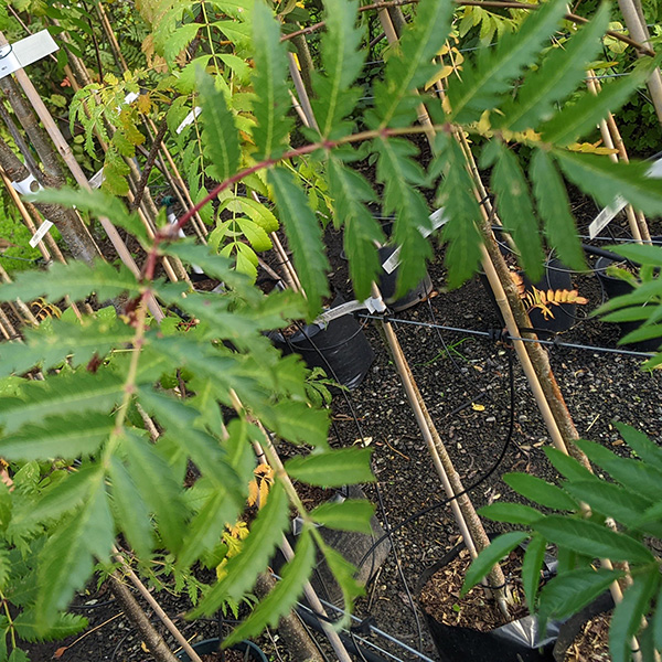 Sorbus Aucuparia Asplenifolia