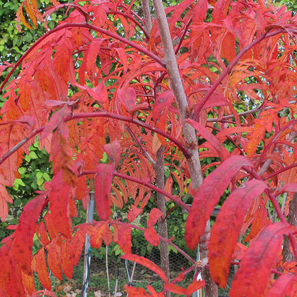 10% OFF all trees for November and December