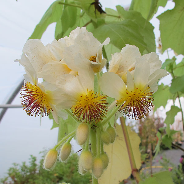 Stories from Langthorns  - Sparmannia africana