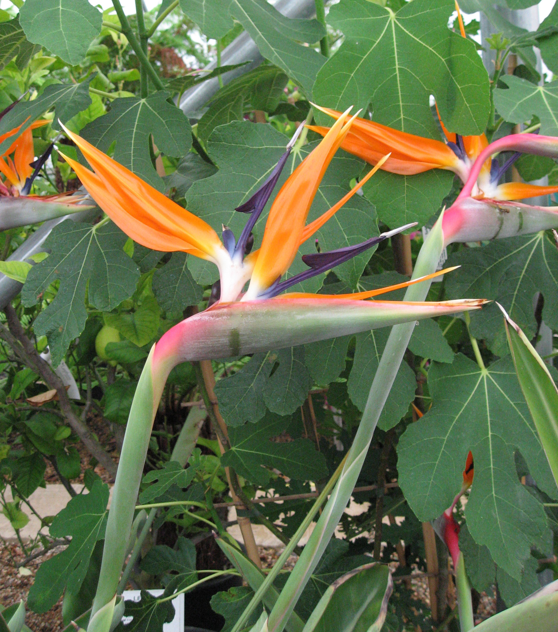 Strelitzia reginae (2lt)