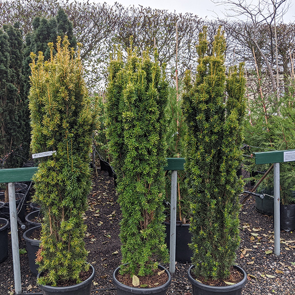 Taxus baccata Fastigiata Aurea (65lt)