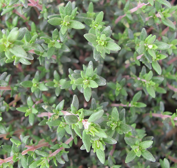Thymus vulgaris compactus (1lt)