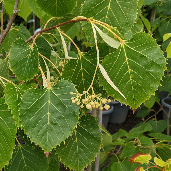 Tilia henryana (35lt)