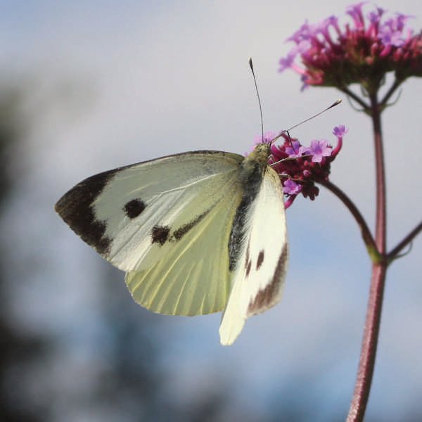 Attracting Butterflies