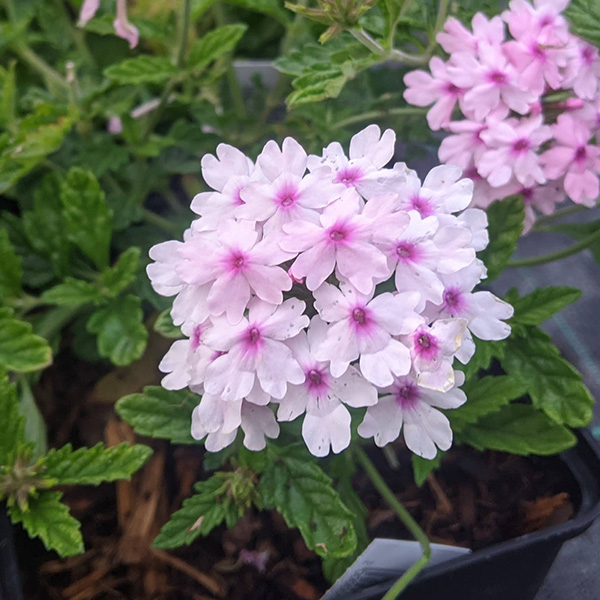 Verbena Margaret's Memory (1lt)