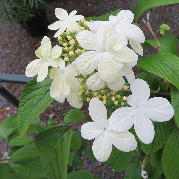 Viburnum plicatum tomentosum Kilimanjaro (7.5lt)